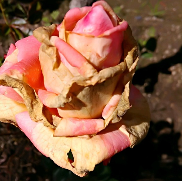 Meet your Posher, Isaiah - Picture 1 of 1